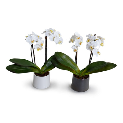 Phalaenopsis Orchid x2 in Porcelain Vase 18"H