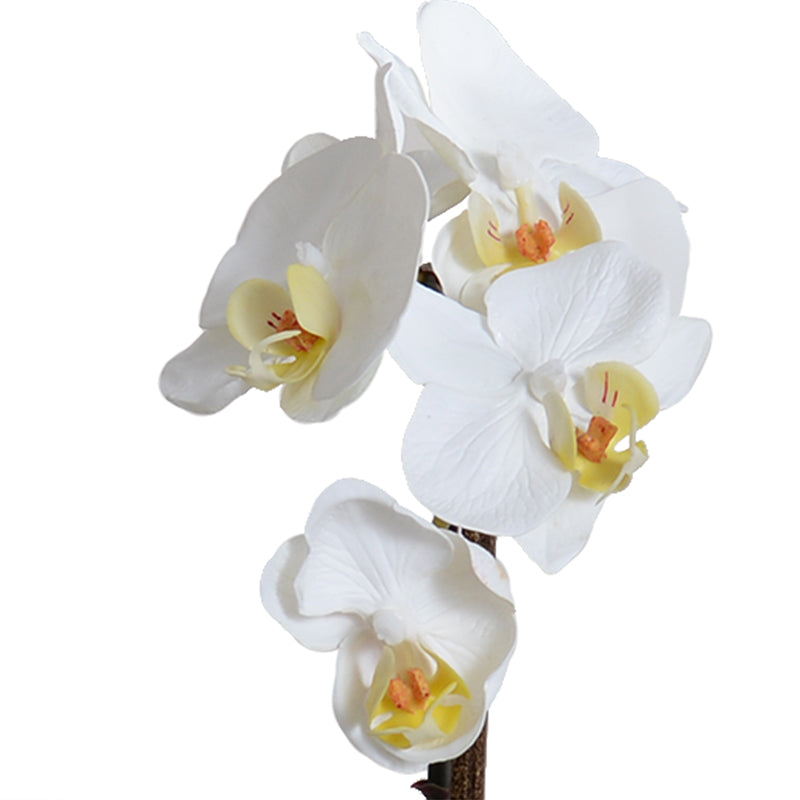 Phalaenopsis Orchid x2 in Porcelain Vase 18"H