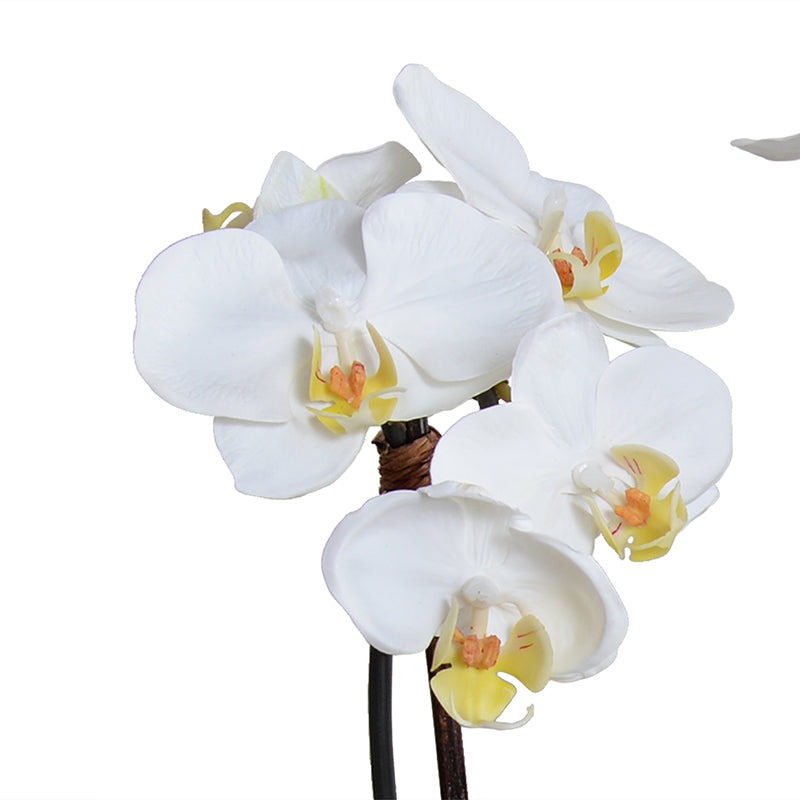 Phalaenopsis Orchid x2 in Porcelain Vase 18"H