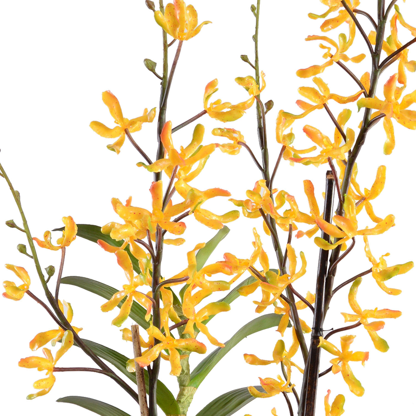 Aranda Orchid in Terracotta 40"H