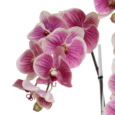 Phalaeonpsis Orchid x3 in Mirror Envelope 37"H