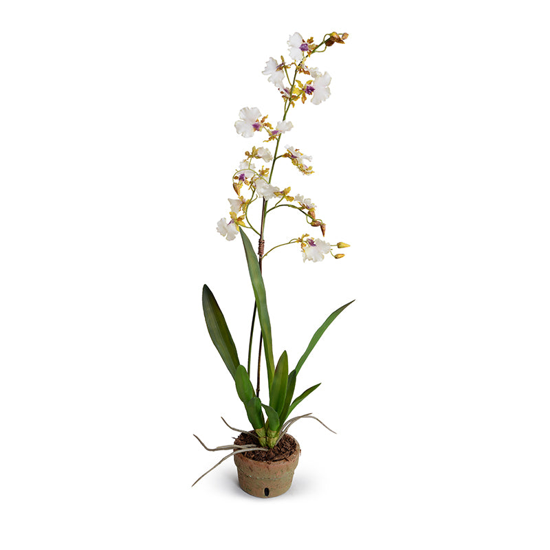 Oncidium Orchids, Hybrid