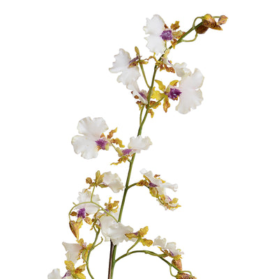 Oncidium Orchids, Hybrid