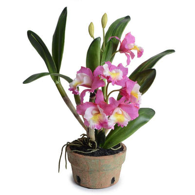 Cattleya Orchid in Terracotta 22"H