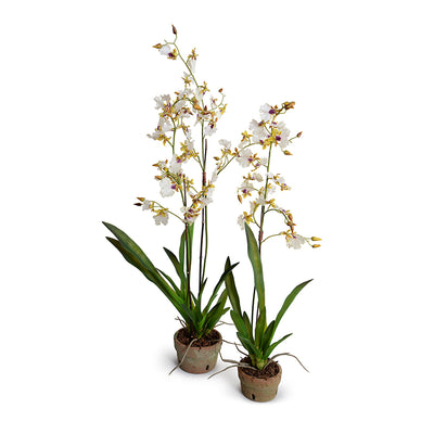 Wholesale Artificial Hybrid Oncidium Orchid Plant Cream Yellow in Terracotta Pot Indoor 34 Inches Tall - New Growth Designs