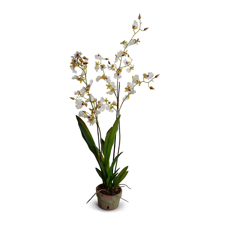 Oncidium Orchids, Hybrid