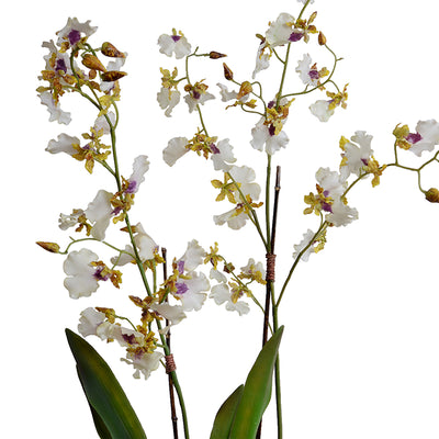 Oncidium Orchids, Hybrid