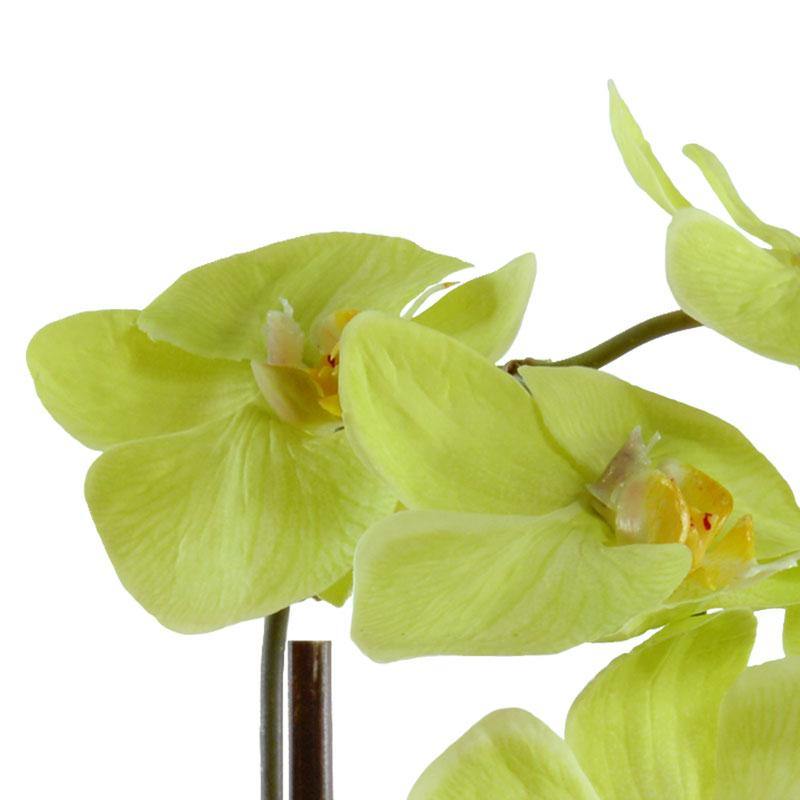Phalaenopsis Orchid in Rustic Terracotta 14"H