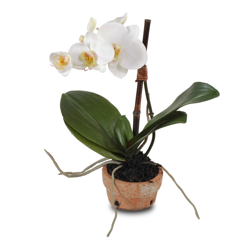 Phalaenopsis Orchid x1 in Terracotta 14"H