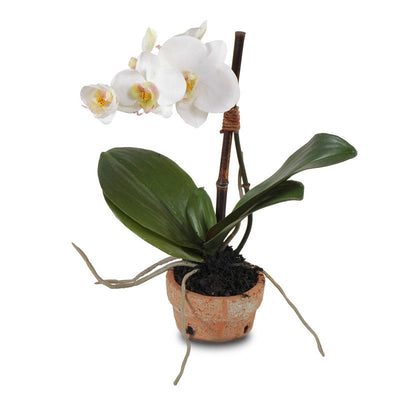 Phalaenopsis Orchid x1 in Terracotta 14"H