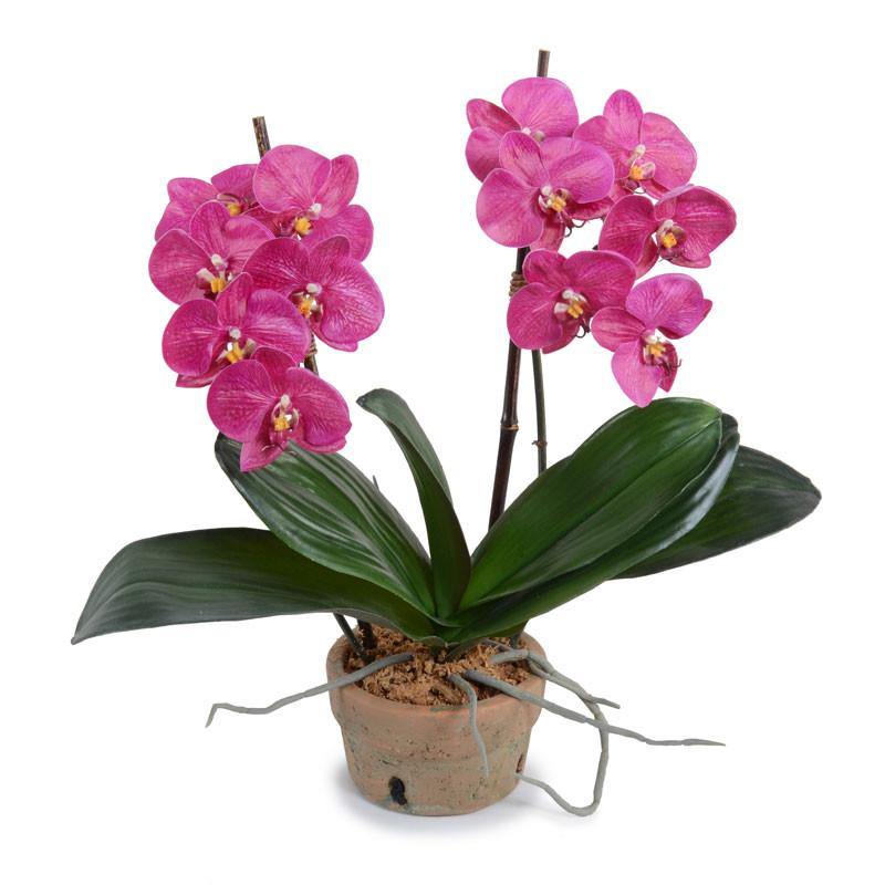 Phalaenopsis Orchid x2 in Terracotta 18"H