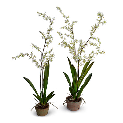 Two Wholesale Faux Brassia (Spider) Orchid Flower Arrangements White in Terracotta Pots Indoor 34 Inches Tall - New Growth Designs