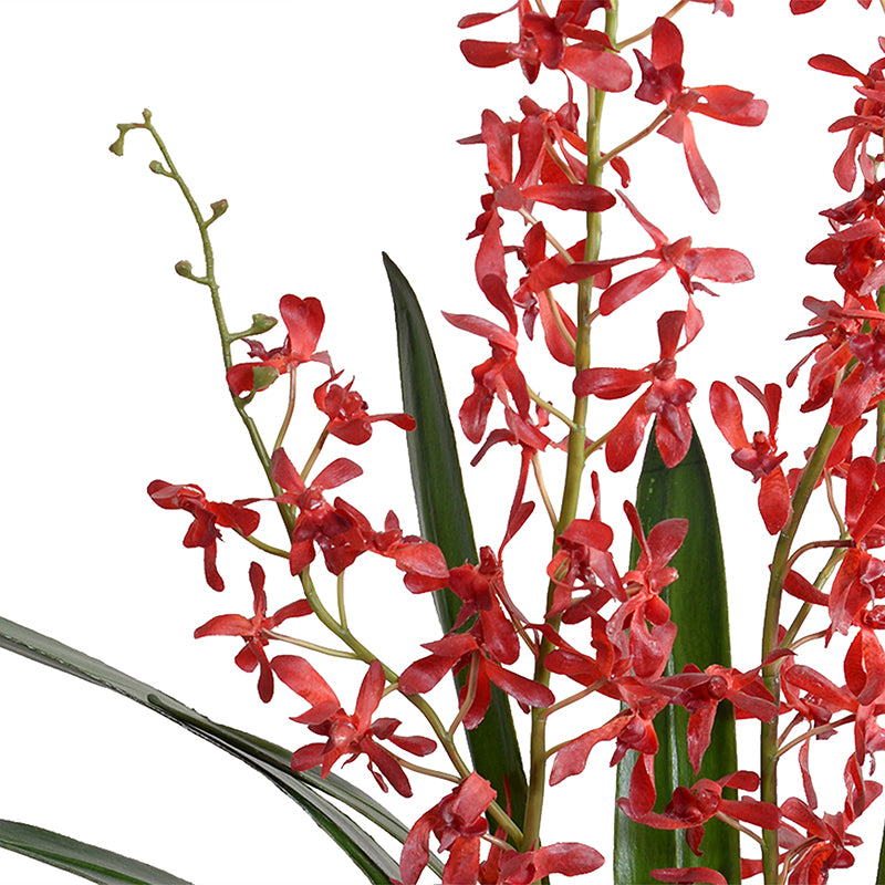 spider orchid plant Arachnid Orchid in Porcelain 36"H – New Growth Designs