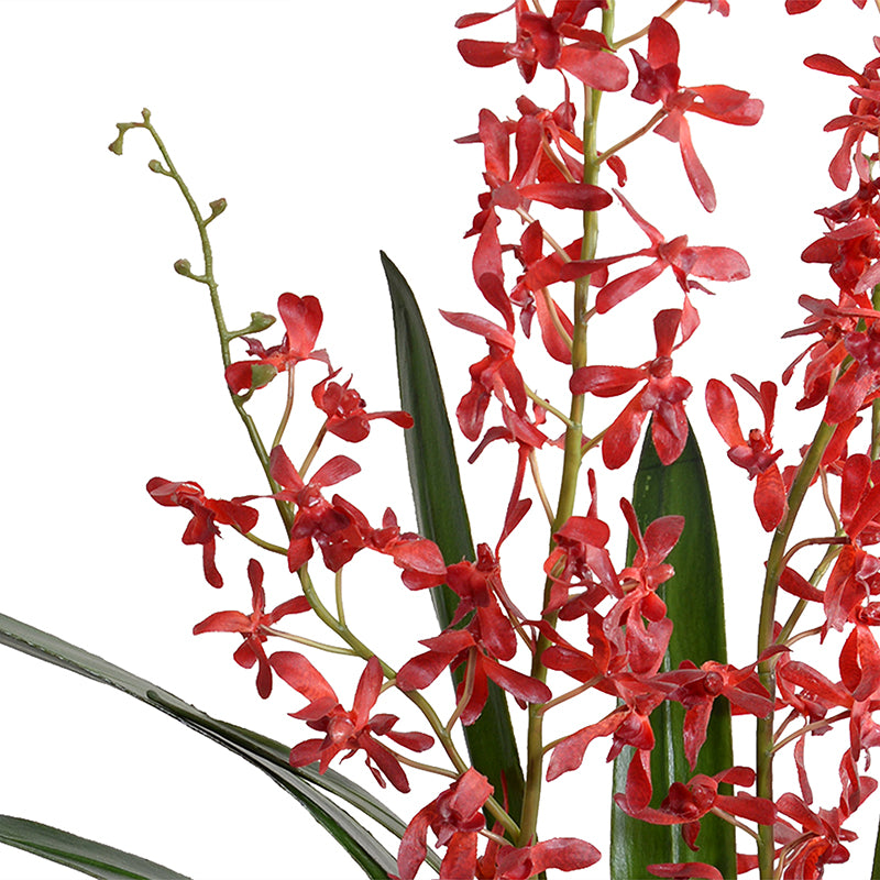Arachnid (Spider) Orchid in Ceramic - Red