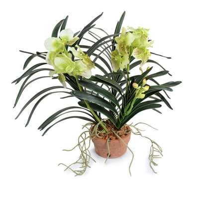 Vanda Orchid in Terracotta 16"H