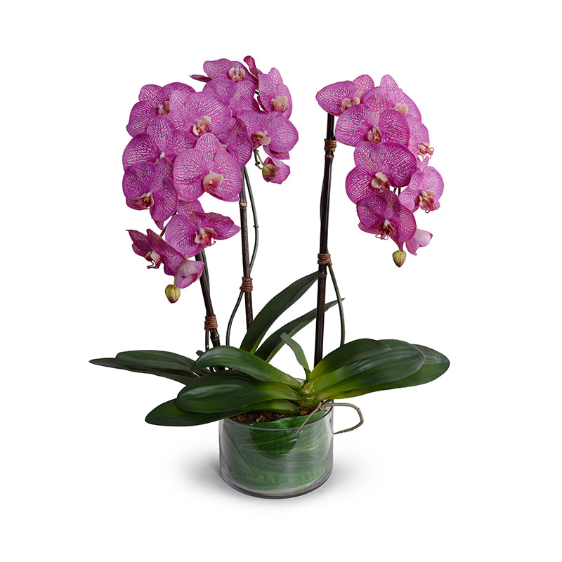 Phalaenopsis Orchid x3 Leaf It in Glass - White