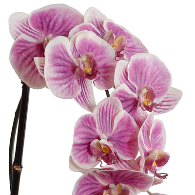 Phalaenopsis Orchid x3 Leaf It in Glass - White