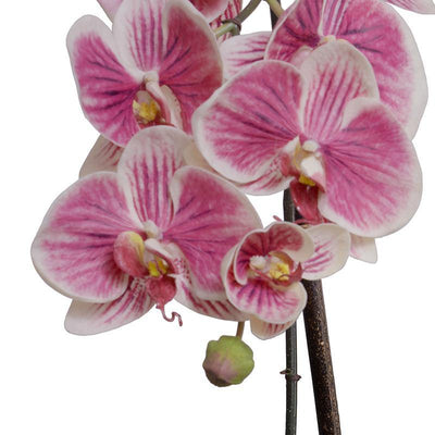 Phalaenopsis Orchid x2 Leaf-It 29"H