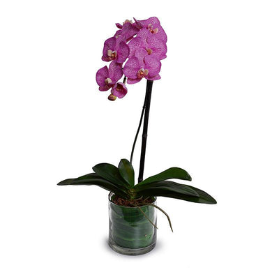 Phalaenopsis Orchid x1 Leaf-It 28"H