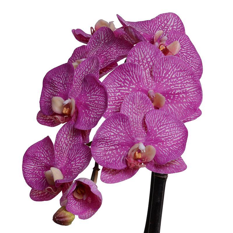 Phalaenopsis Orchid x 1 Leaf-It