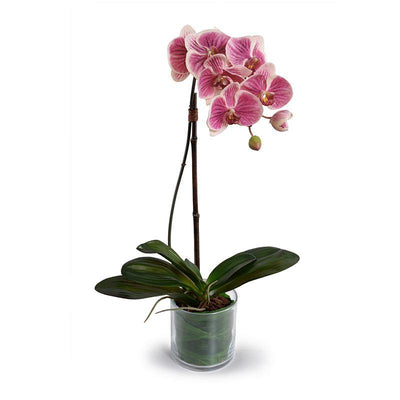 Phalaenopsis Orchid x 1 Leaf-It
