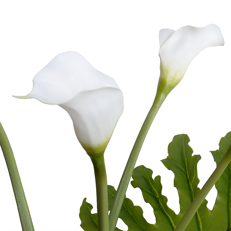 Calla Lily Stems & Philo Leaves in Glass 29