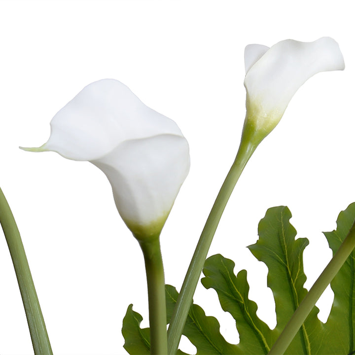 white leaf of the calla lily crossword clue Calla Lily Stems & Philo Leaves in Glass 29"H – New Growth Designs