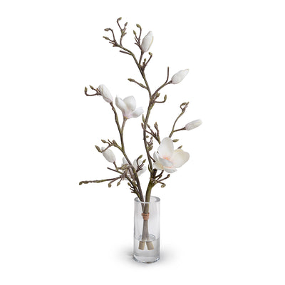 Tulip Magnolia Branches in Glass