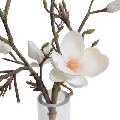 Tulip Magnolia Branches in Glass