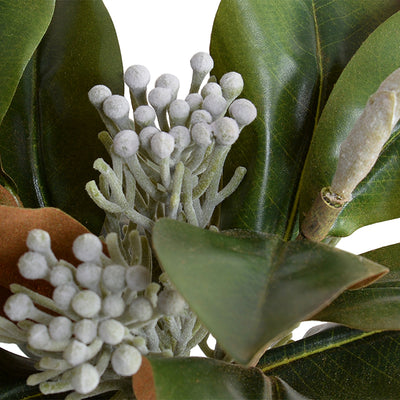 Magnolia, Silver Brunia