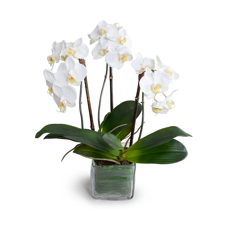 Phalaenopsis Orchid x3, Small - White