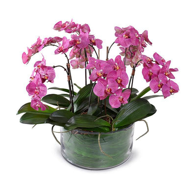 Phalaenopsis Orchid x9 Leaf-it 20"H