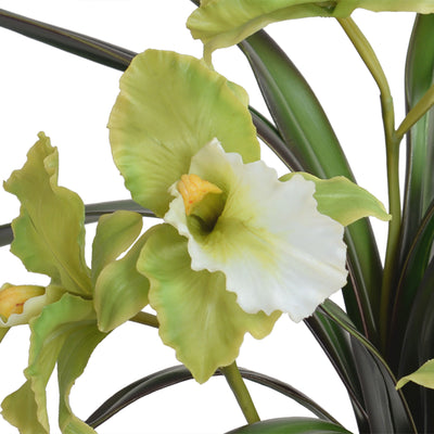 Cattleya Orchids in Glass Cube - White-green