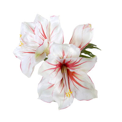 Amaryllis Cutting 9"H