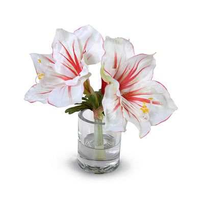 Amaryllis Cutting 9"H