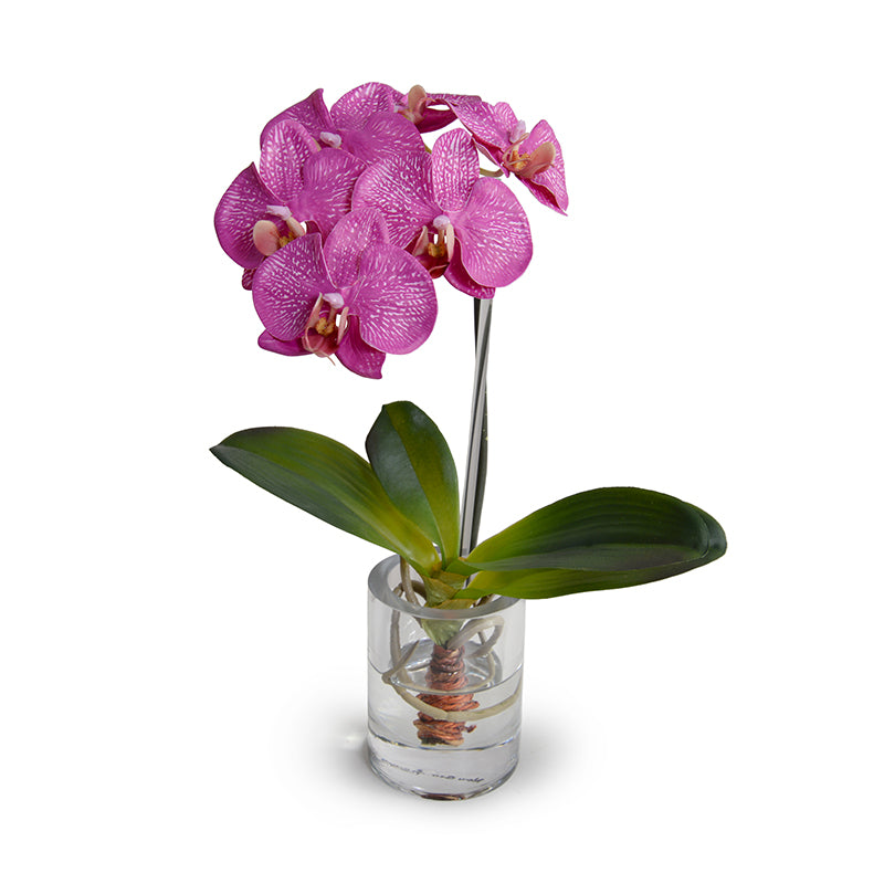Phalaenopsis Orchid in Glass Vase - Fuchsia