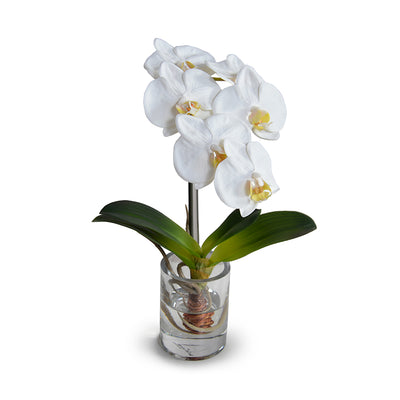 Phalaenopsis Orchid in Glass Vase - White