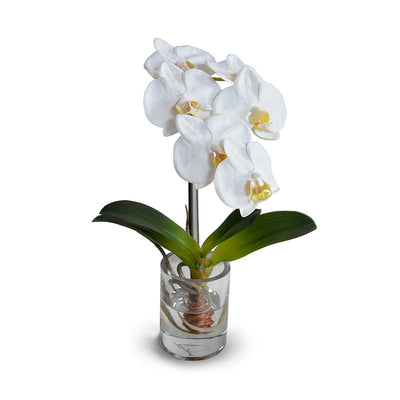 Phalaenopsis Orchid in Glass Vase 15"H