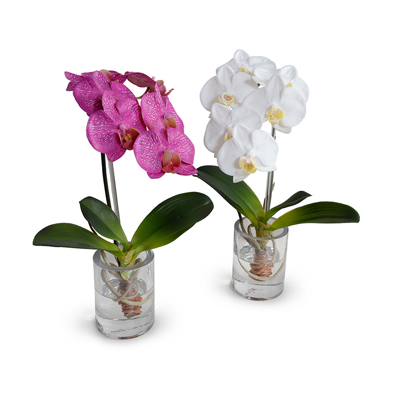 Phalaenopsis Orchid in Glass Vase - Fuchsia