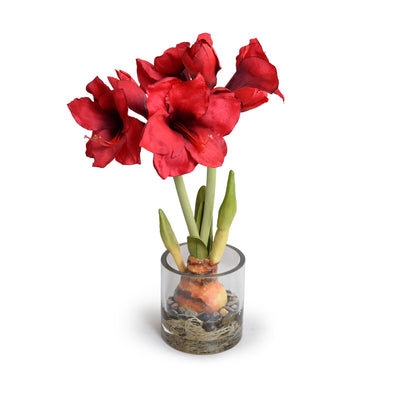 Amaryllis in Glass - Red