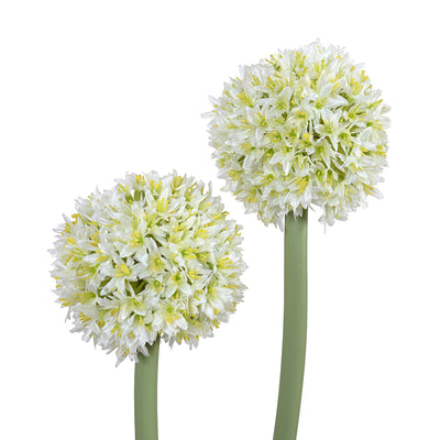 Allium in Glass Rectangle 32"H