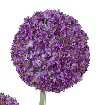 Allium Arrangement in Glass Oval, 42"H