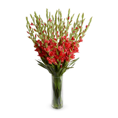 Gladiolus Arrangement in Glass, 45" -Red