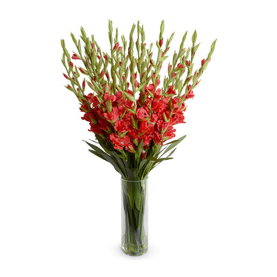 Gladiolus Arrangement in Glass 45"H