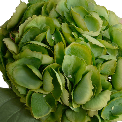 Hydrangea Cutting - Dark green