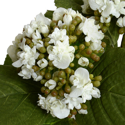 Hydrangea Bud Arrangement - Green-White