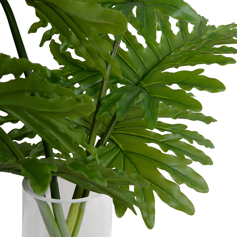 Philodendron Selloum x6