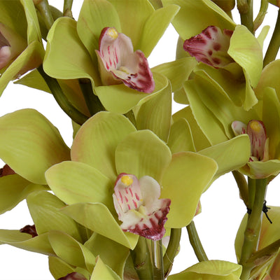 Cymbidium Orchid Cutting 18"H