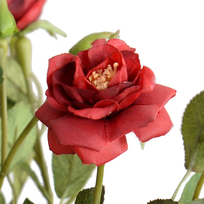 Rose Plant, Mini