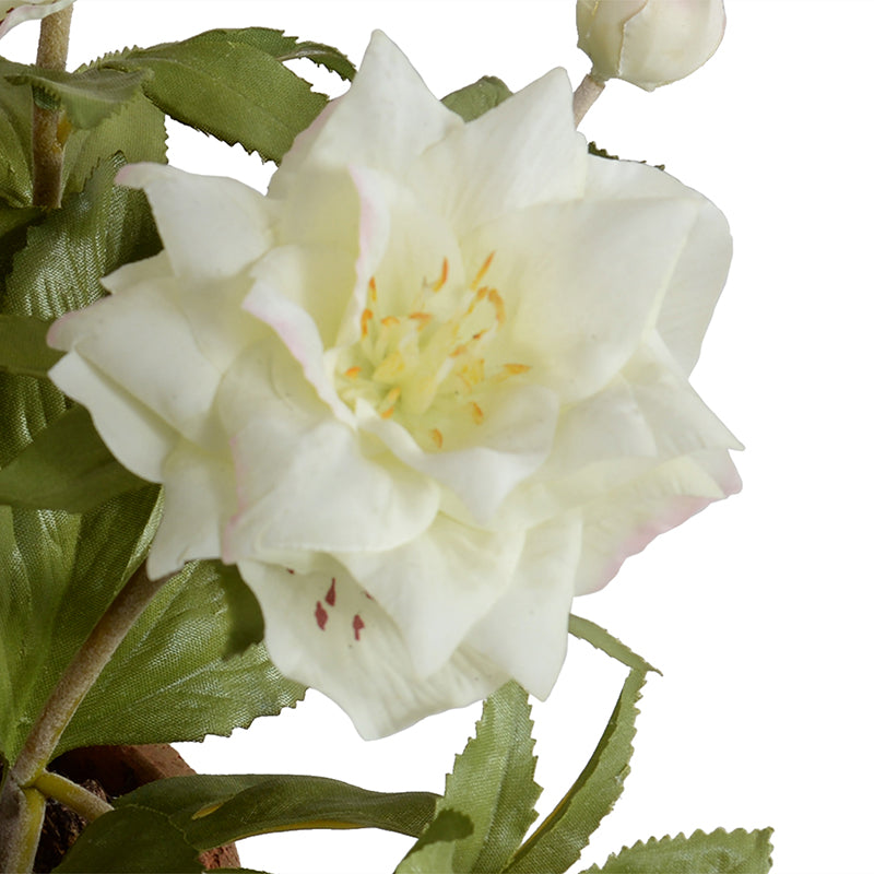 Lenten Rose (Helleborus) in Clay, 12" H